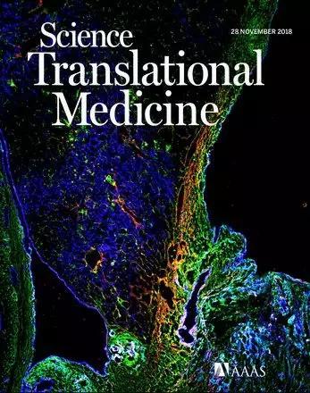 研究人员找到一种潜在治疗方法,有望解决让医生都发怵的术后粘连