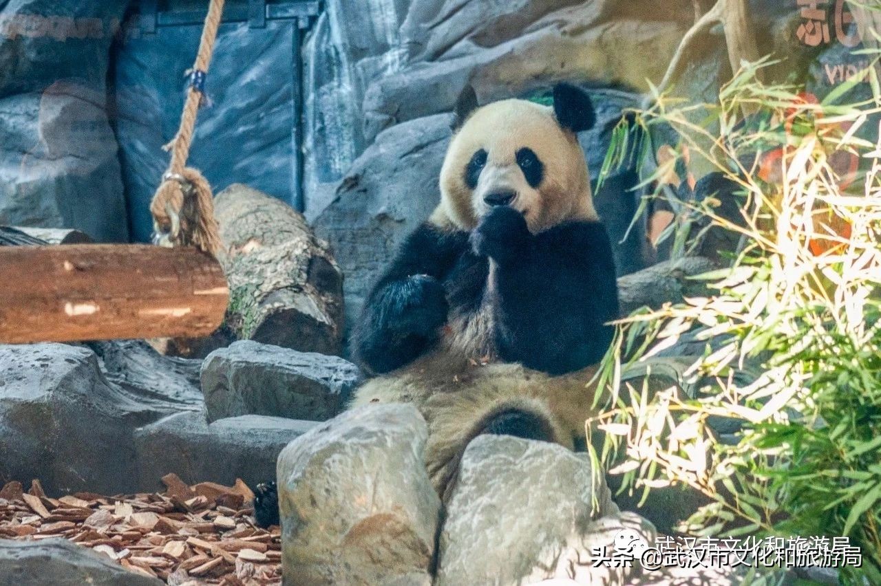 武汉市人的福利,武汉市发放105万张文旅惠民券