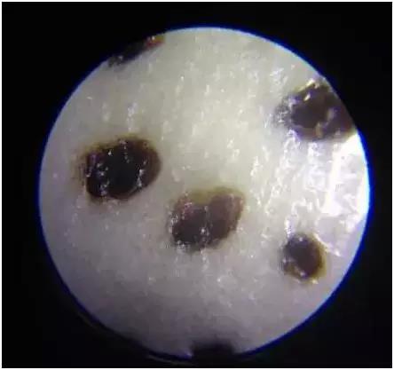 星月菩提可以碰水吗？实验结果告诉你