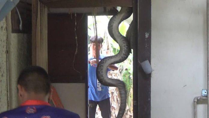 蟒蛇吞到大鹅,蟒蛇吞了一只鹅