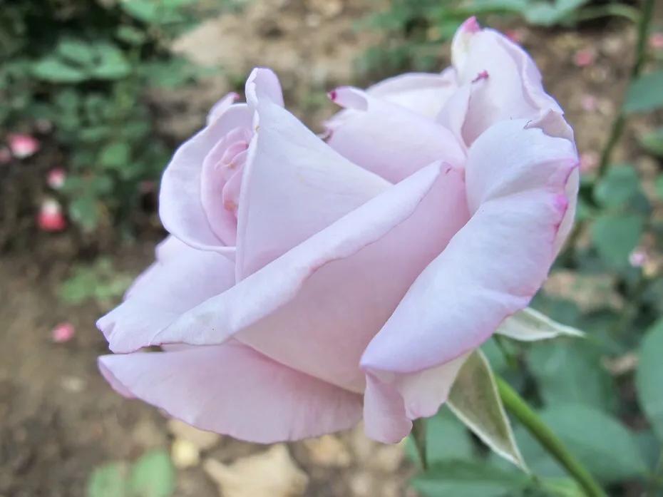 和平月季的价格,和平月季优缺点