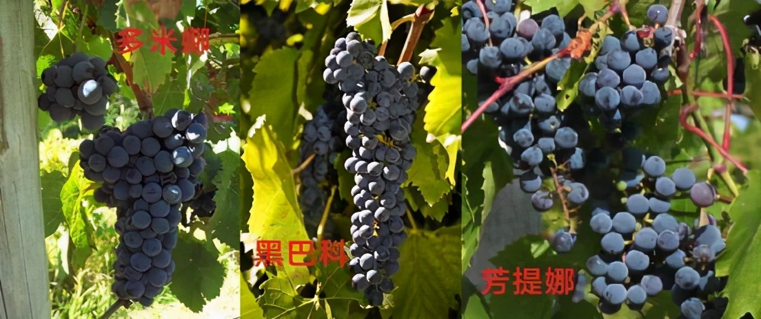 舌尖上的乡愁红酒,5个步骤教你正确品尝一款红酒