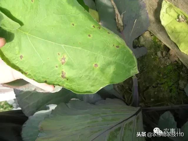 种茄子的六个步骤简短文字,种茄子的基本知识