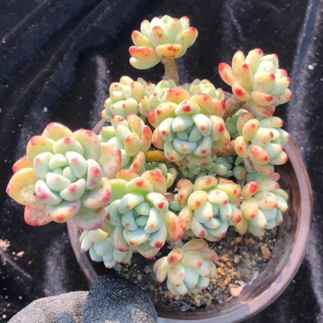 多肉夏季叶子老掉怎么办,多肉夏天老是掉叶子怎么办