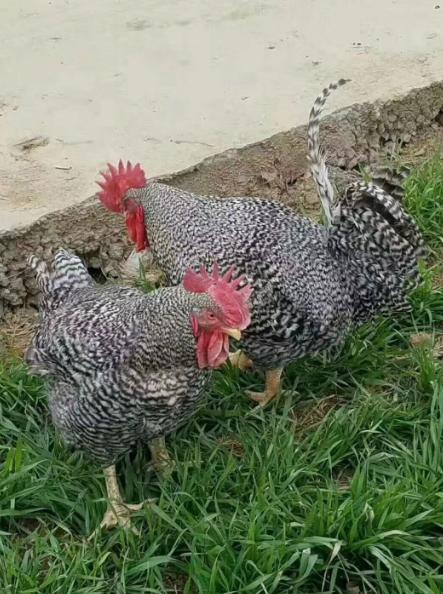 芦花鸡养殖前景如何,养殖芦花鸡