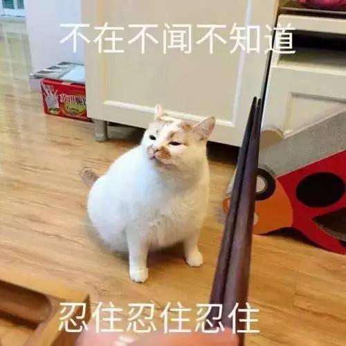 养猫新手入门必知事项及注意事项,新手养猫注意事项及手册