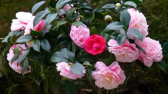 白天浇花花叶变黄,用什么方法养花叶子黄