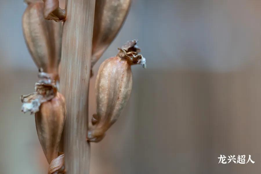 安徽道地药材天麻,天麻的道地药材