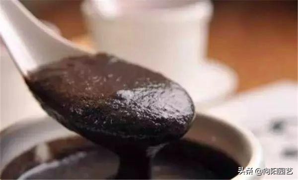 绿萝喂点黄豆水,绿萝喝啤酒长得快吗