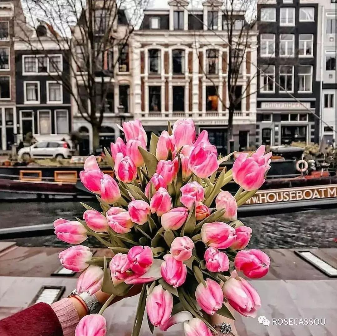 西柚慕斯郁金香花语,蕾丝郁金香花语