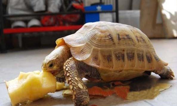 陆龟养殖全攻略,陆龟养殖难度排行