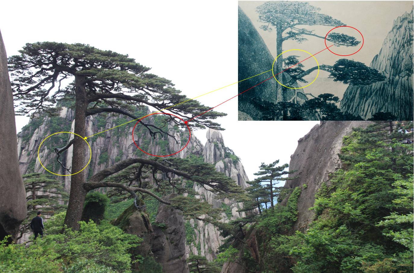 贵宾迎客松的真假辨别方法,黄山迎客松真假