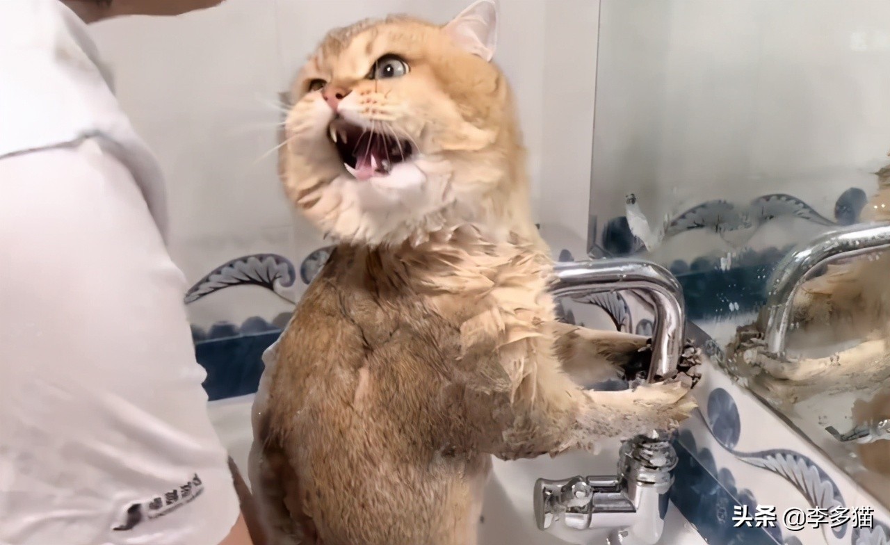 给猫咪洗澡的做法,给猫咪洗澡的方法和技巧