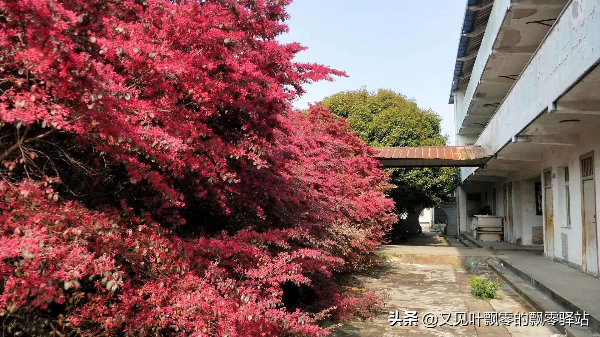 荒废已久的学校,荒废的学校都是回忆