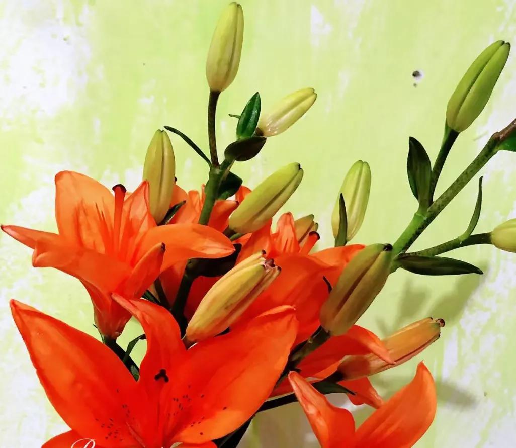 百合象征的品质精神,橙色百合的花语是什么