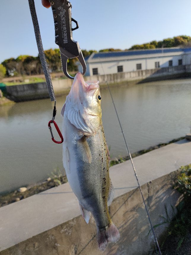 路亚钓海鲈鱼视频,女路亚钓手钓海鲈鱼