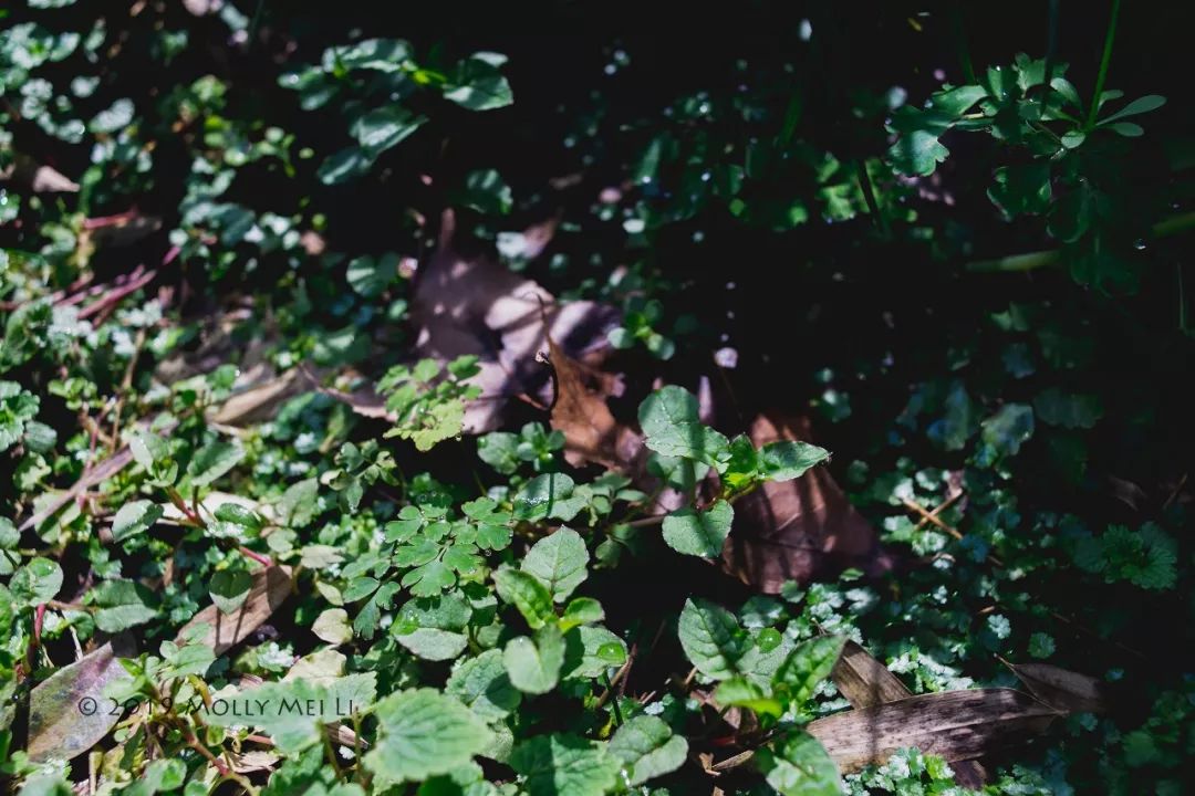 康泰时f2镜头评测,康泰时contaxg21f2.8镜头