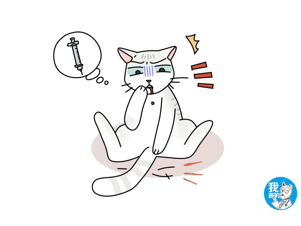 猫咪的胡子为什么不能剪,辟谣猫咪并非黑夜都能看得清