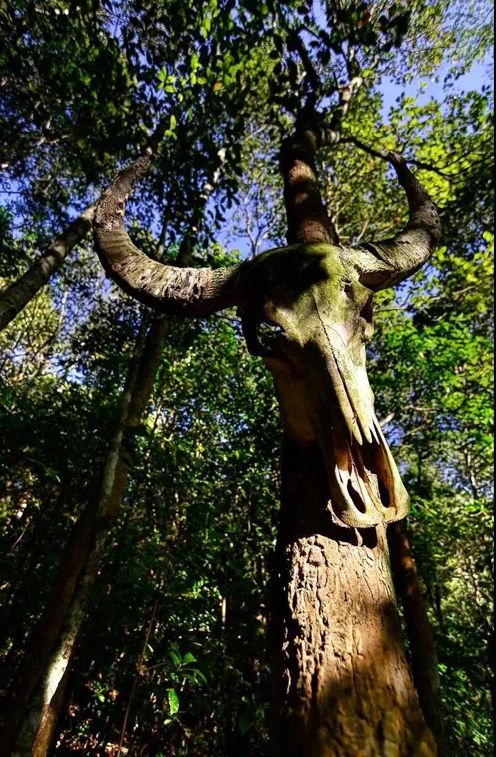 被烧之前的云南翁丁原始部落,我国最古老的村庄被烧毁