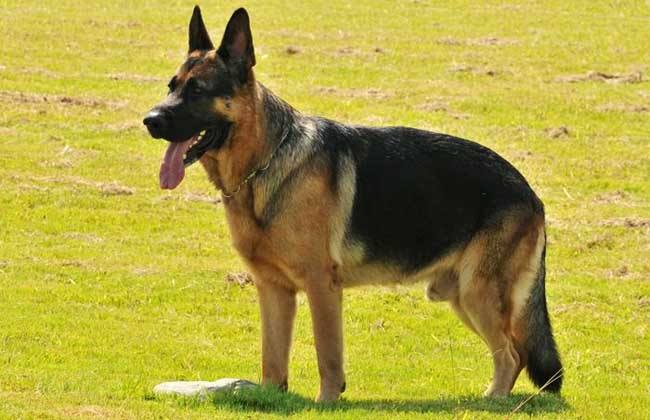 黑白花四眼宠物狗是什么品种,宠物狗智商排名前十名的品种