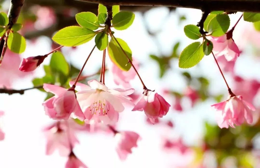 看到花的时候,不知是什么花?那就收下这份百花图谱