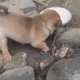 怎么养一只纯种土狗,如何养好一只土狗