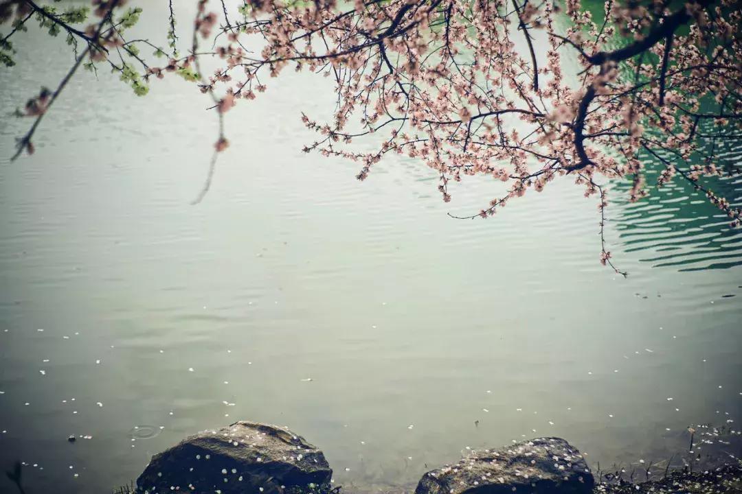 世间最美好不过如此,世间最风雅的茶