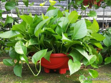 绿萝水培不烂根黄叶,水培绿萝叶子发黄最简单处理方法