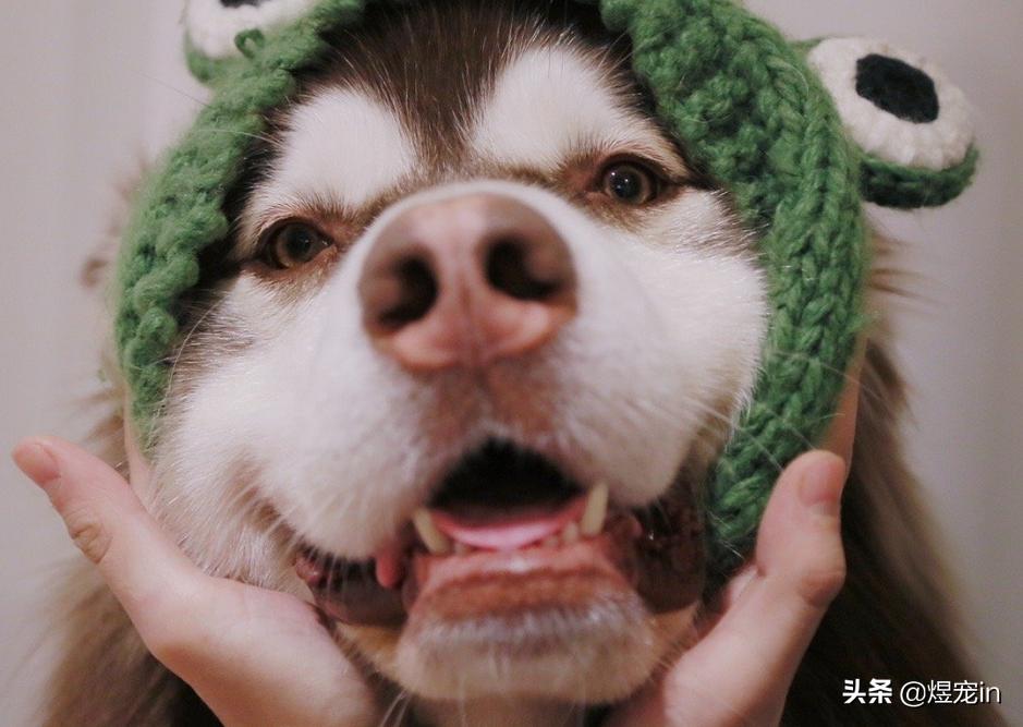 阿拉斯加身上臭味特别重,阿拉斯加脚臭怎么解决