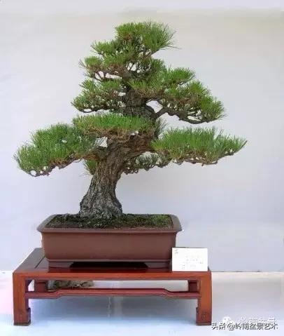 黑松嫁接的千寿松盆景的养殖方法,一棵黑松小苗怎样培养成苍老盆景