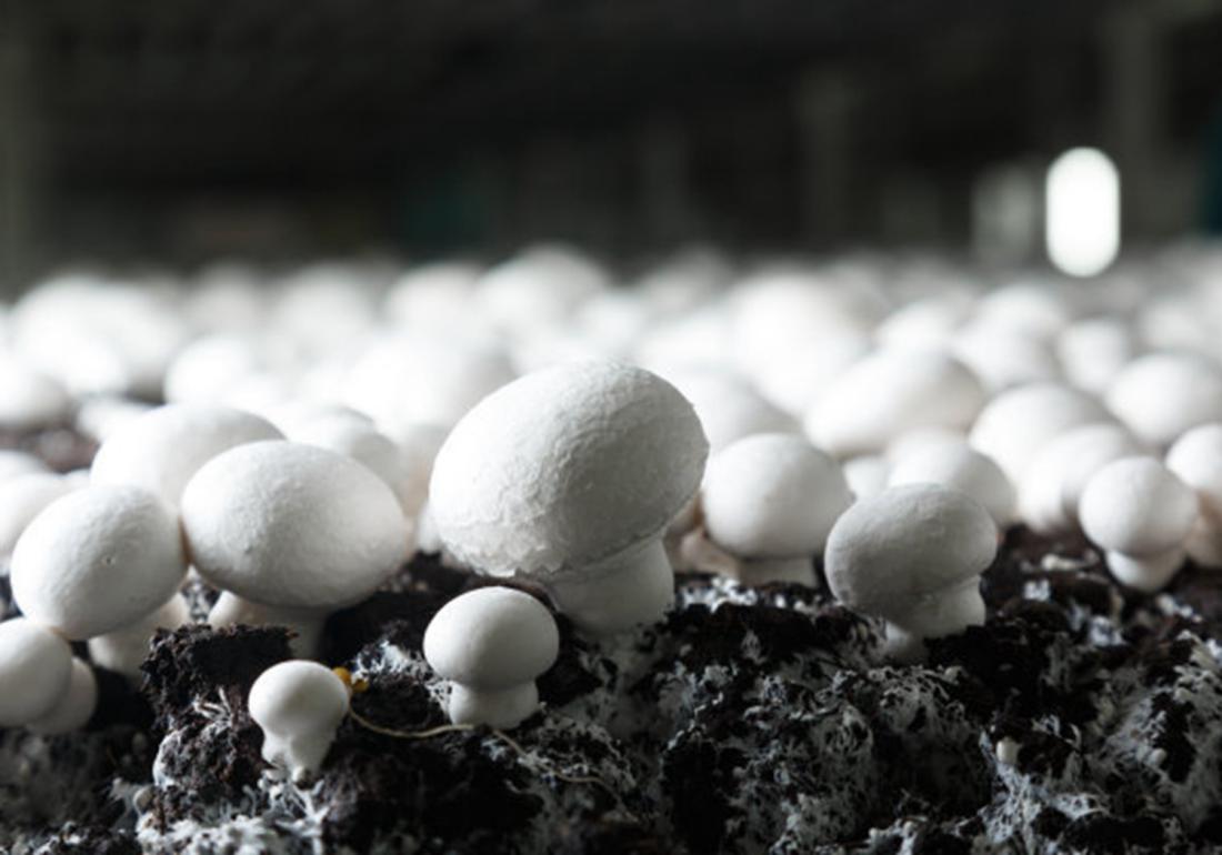 双孢菇种植技术和管理,双孢菇种植需要什么条件