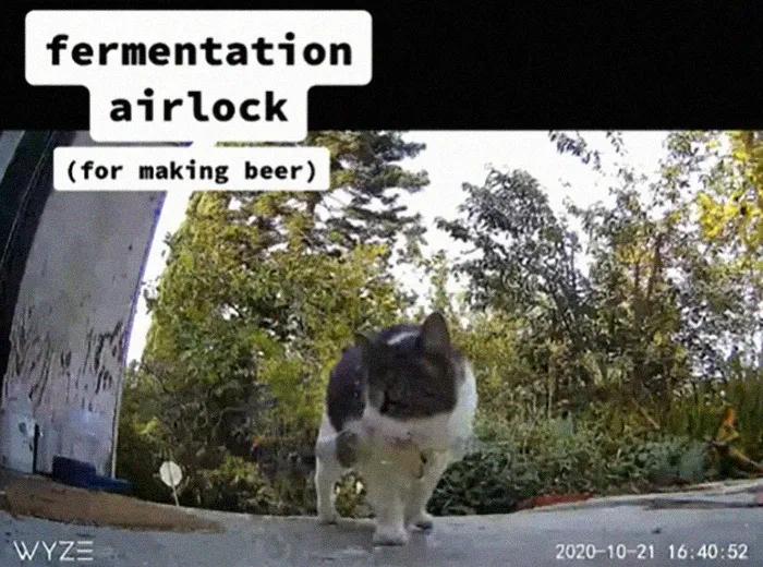 国外中国人遇到中华田园猫,中华田园猫在海外保护主人