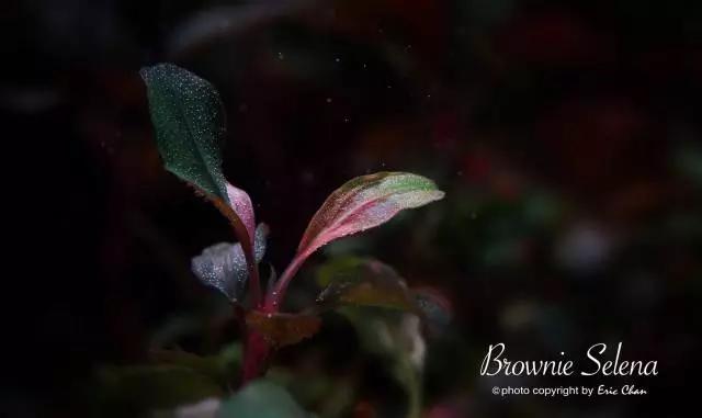 卡佩特k5辣椒榕为什么这么贵,辣椒榕k5为什么贵