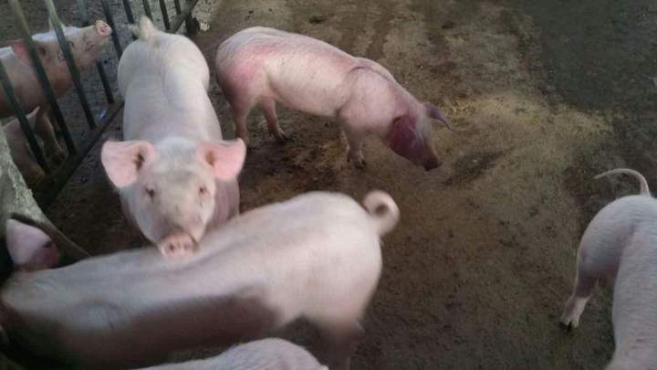 春季口蹄疫高发,羊口蹄疫必须春季打吗