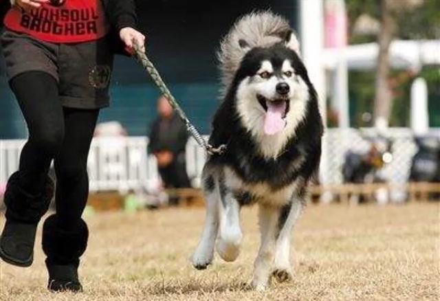 流浪狗1分钟片段,流浪狗认真看完很感动