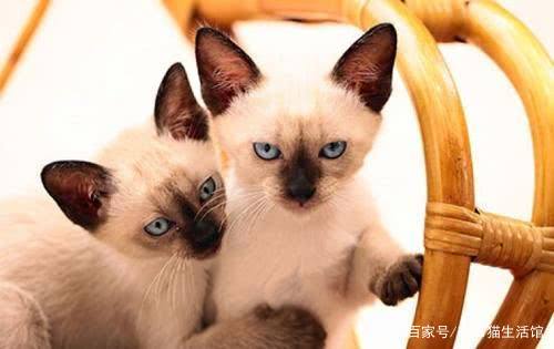 世界45种名犬图片大型犬,世界100种猫图片