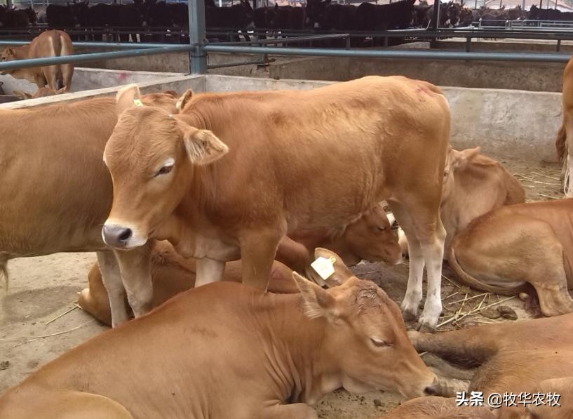 夏天牛犊呼吸急促吃喝都正常,新生牛犊两天呼吸急促怎么办