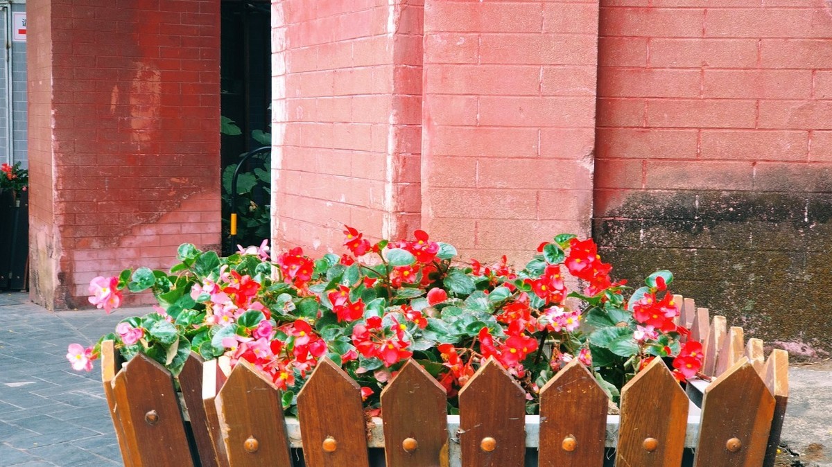 四季海棠养殖方法妙招,疯长的四季海棠养殖方法