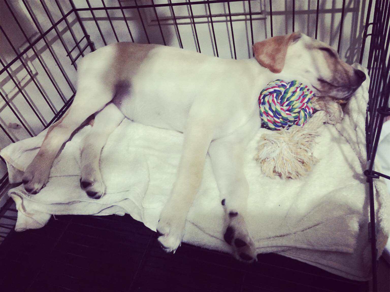 分离焦虑症狗狗止吠训练,狗狗因为分离焦虑症随地大小便