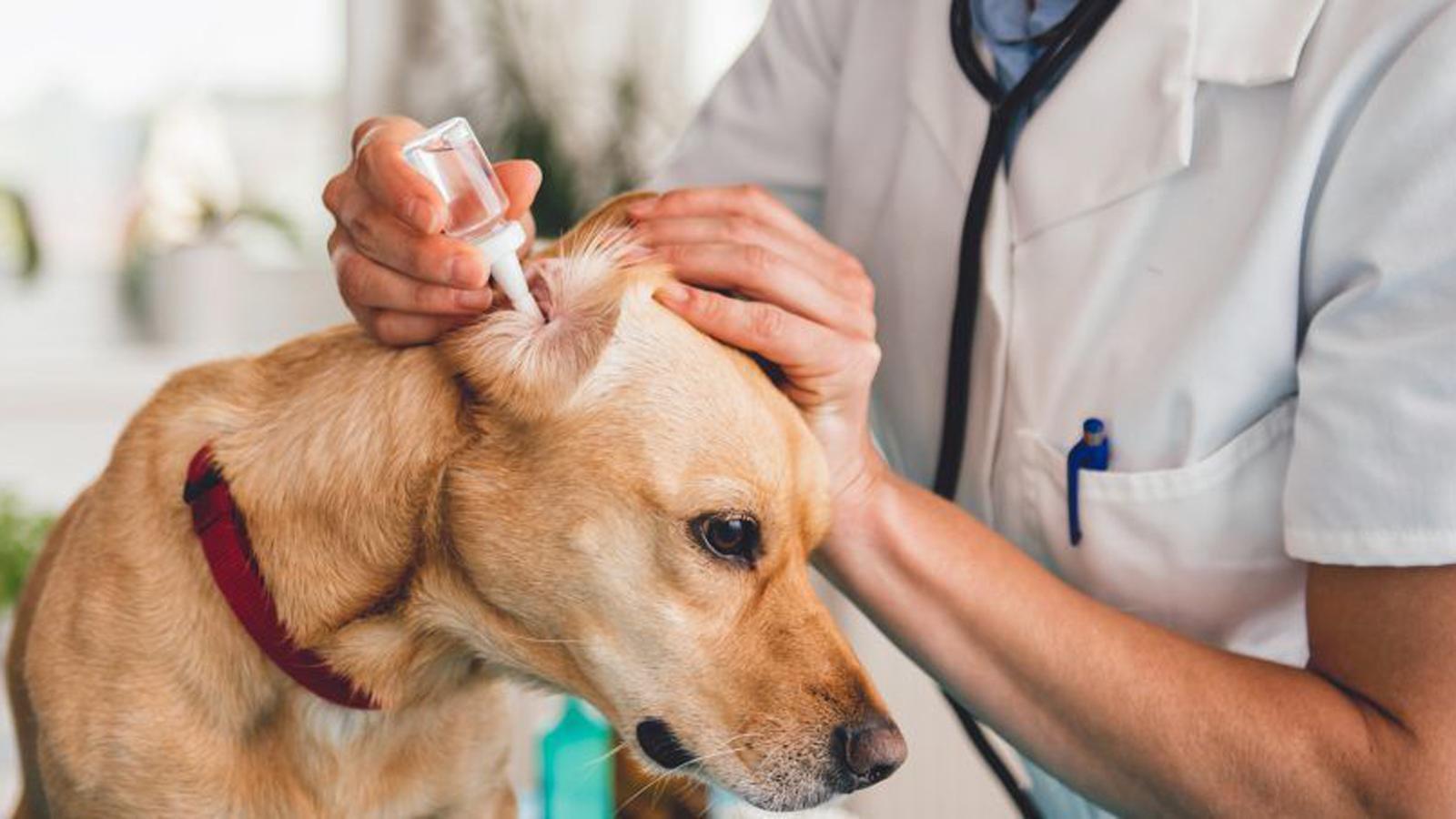 狗体臭,狗体臭是什么原因引起