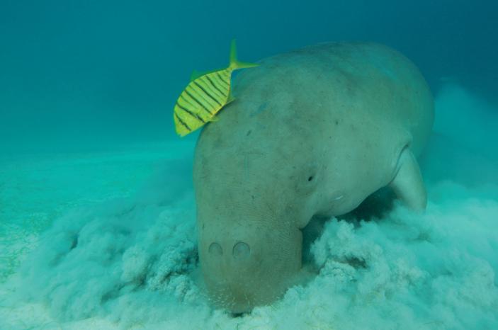 你以为人鱼都美的惊心动魄？那你是没有见过丑的！