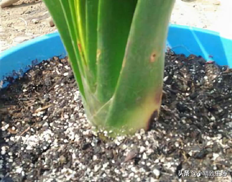 君子兰叶片变红了怎么回事,君子兰叶子出现黄点