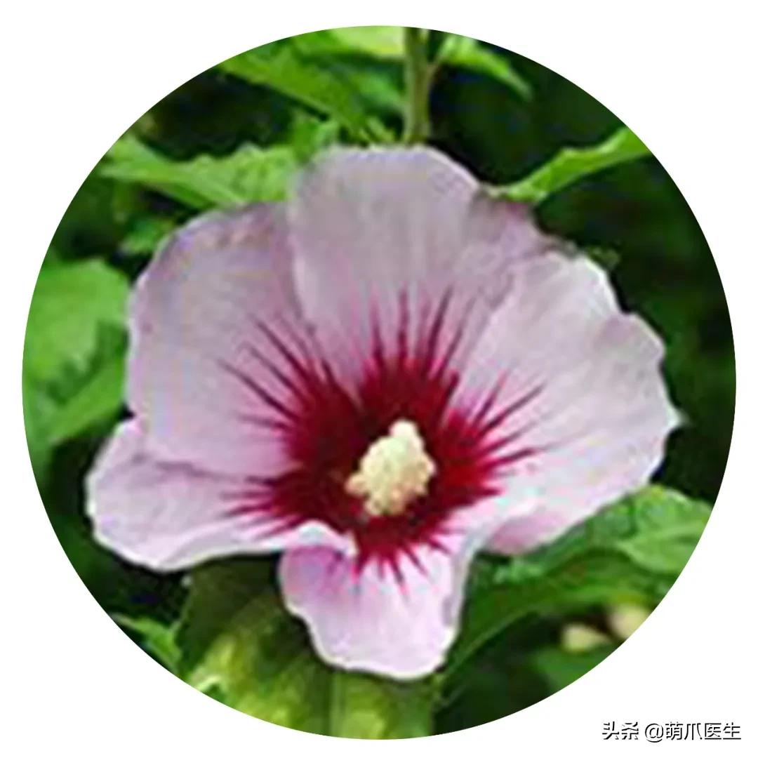 养猫能养啥花草,养了猫还可以养兔子吗