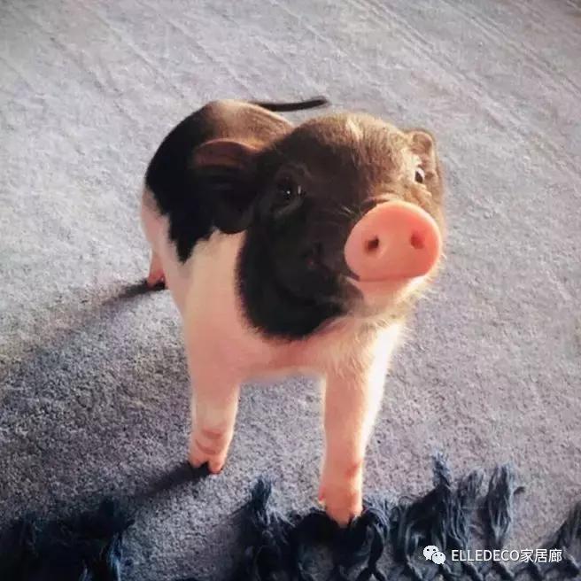 井柏然的家曝光,井柏然的猪