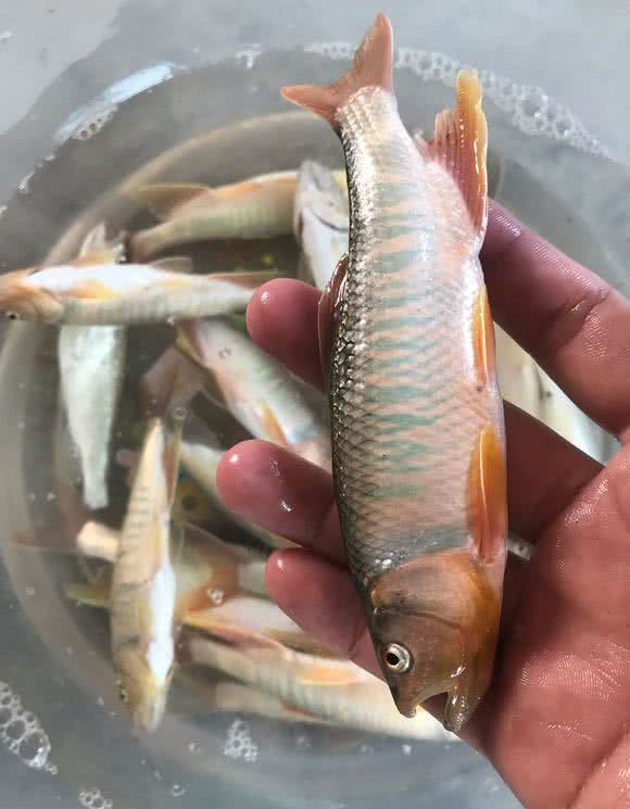 野钓淡水鱼最好吃的鱼种,钓鱼人钓的鱼都是哪几种鱼