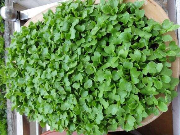 高产小油菜的种植方法,小油菜种植方法视频教程