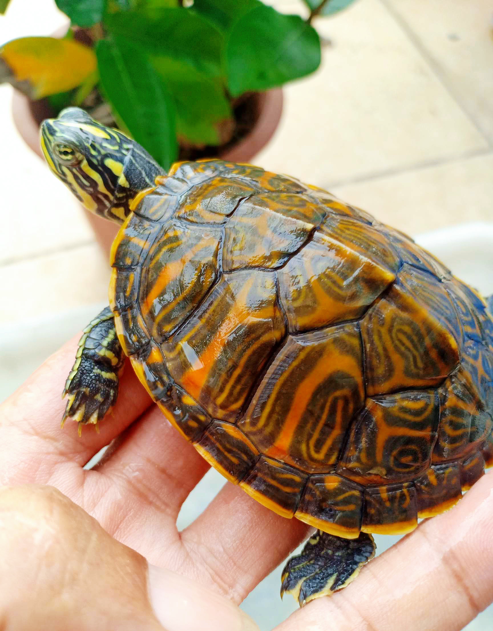 乌龟宠物攻略,乌龟宠物诊疗