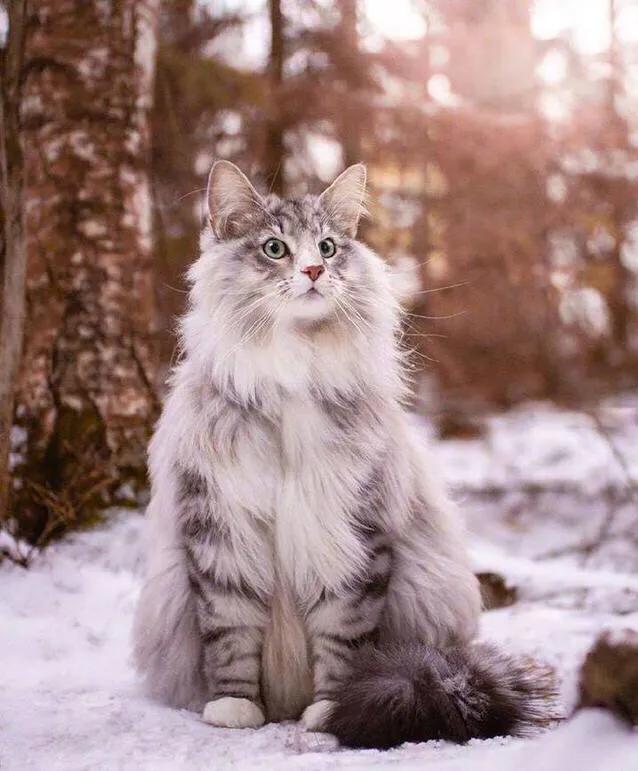 宠物猫粮甄选,宠物猫粮哪种最好