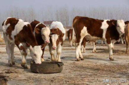 农村养牛赚钱思路养好牛,养牛致富的4个小妙招视频