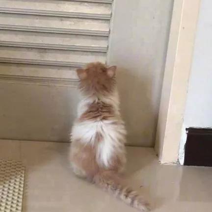 2022热门情头,今日头条上面的抓娃娃